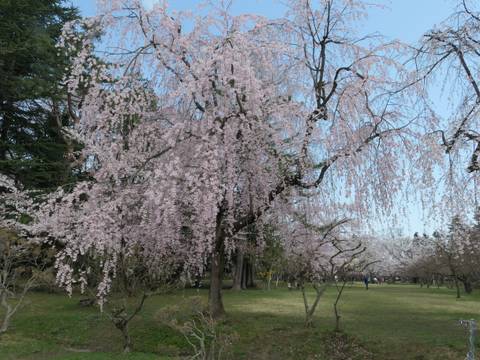 Cherry blossom trees in full bloom in a park.