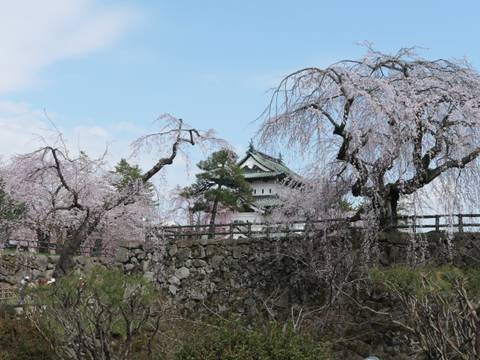 Traditional Japanese castle surrounded by blooming cherry blossoms.