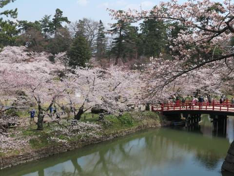 Red bridge over a stream surrounded by cherry blossoms.