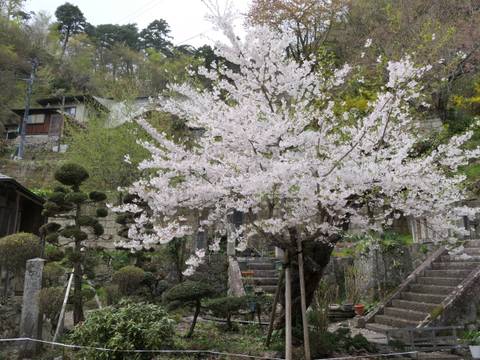 Cherry blossom tree in front of traditional houses.