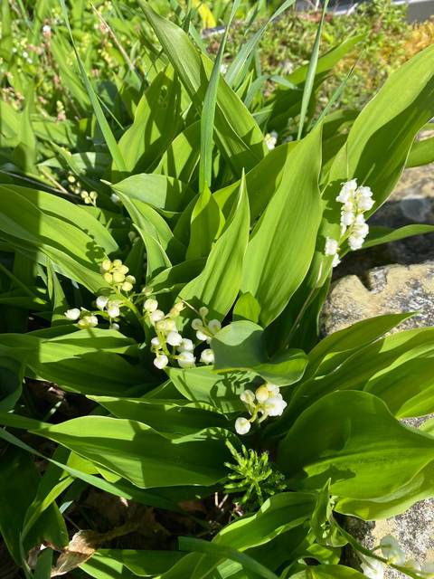 Close-up of lily of the valley flowers among green leaves.
