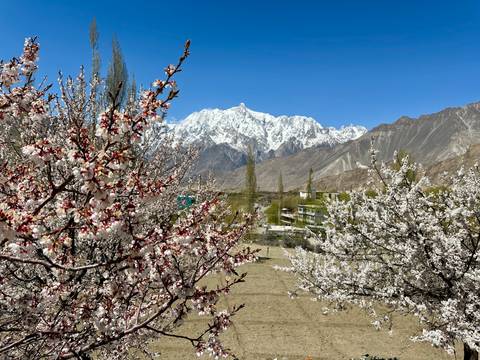 Snow-capped mountain with blooming trees in the foreground.