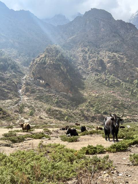 Mountain with grazing yaks and small red-roofed buildings.