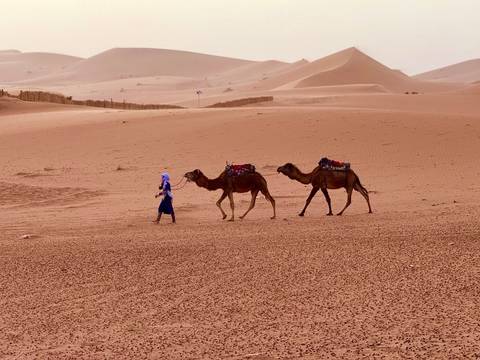 Two camels being led across the desert.