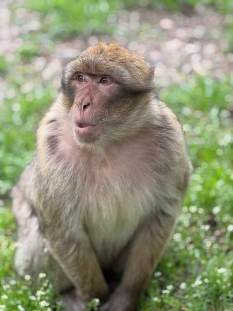 Close-up of a Barbary macaque monkey.