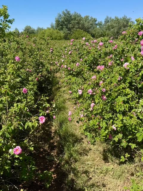 Field of pink roses in full bloom.
