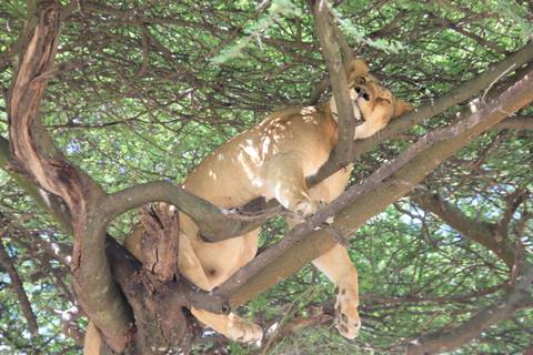 Lioness lying comfortably on a tree branch.
