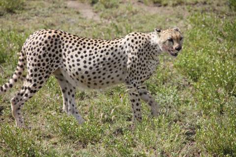 A cheetah standing proudly in a grassy landscape.