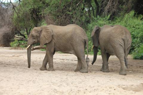 Two elephants walking on sandy ground beside tall trees.