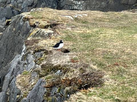 Bird resting on a cliff with grass.