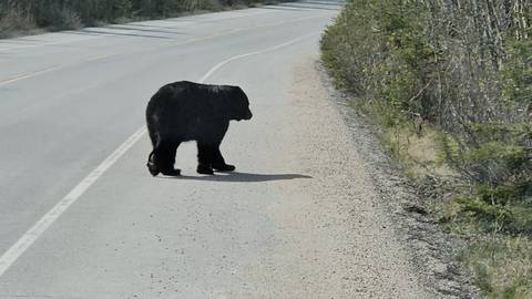 Bear walking along a roadside in a forested area.