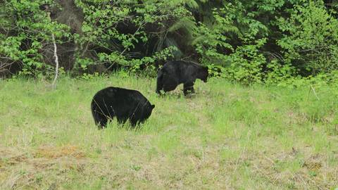 Two black bears in a grassy area with trees.