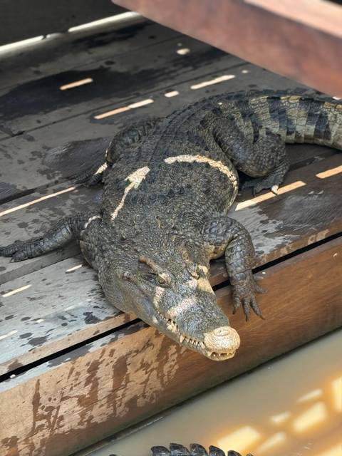Crocodile resting on a wooden platform.