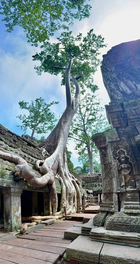 Tree roots growing over ancient temple ruins.