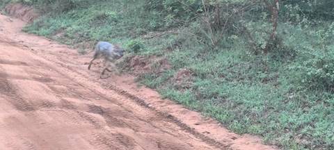 A blurred image of a wolf running on a dirt path.