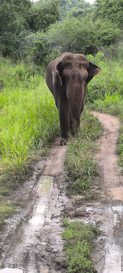 The legs of an elephant walking on a grassy path.