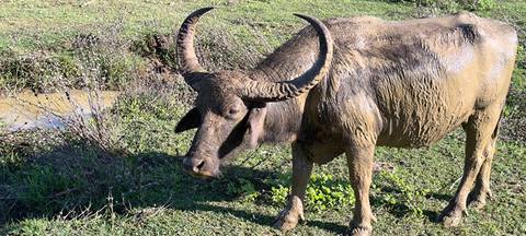 Water buffalo standing on a muddy patch in a grassy area.