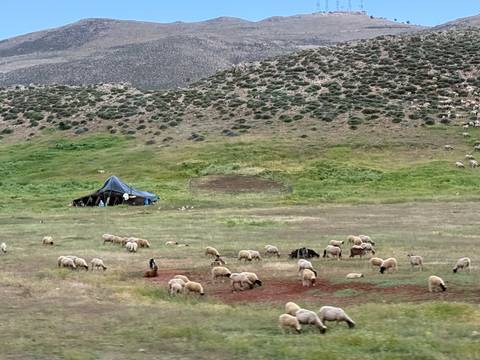 Field with grazing sheep and a tent in the background.