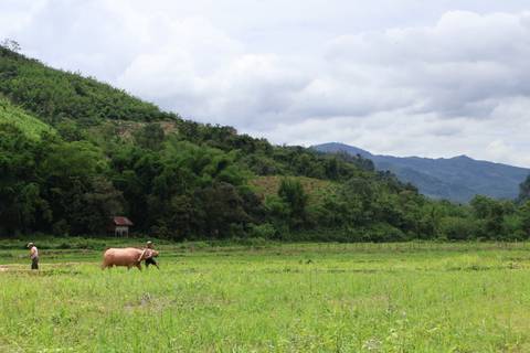 Two people walking with a buffalo in a green countryside landscape.