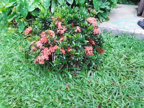 A bush with pinkish flowers growing on a patch of grass.