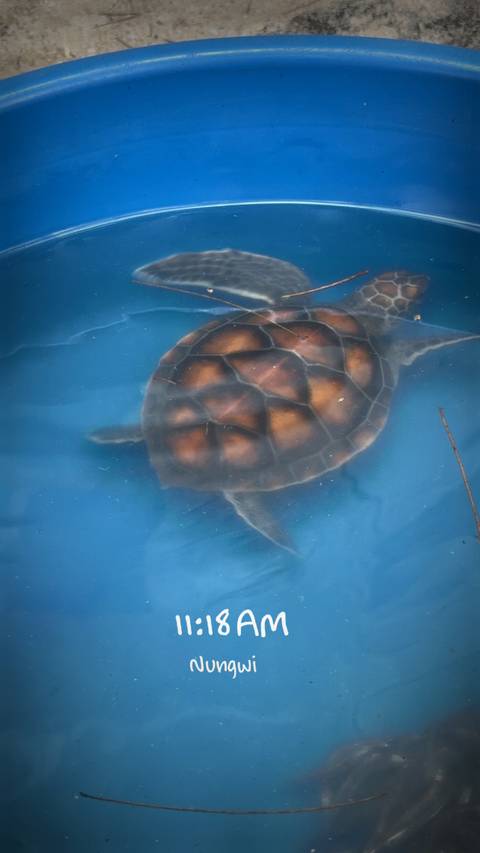 Turtle swimming in clear blue water.