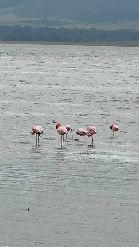 Group of flamingos standing in shallow water.