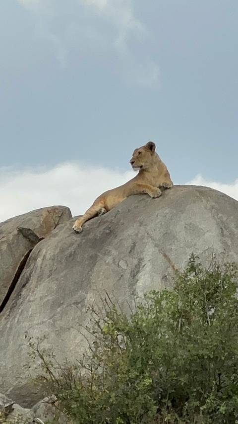 Lioness resting on a large rock.