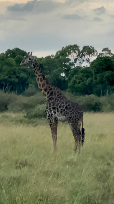 Giraffe standing in a field with trees in the background.