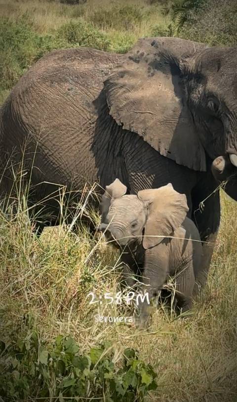 Elephant with a baby in grassy terrain.