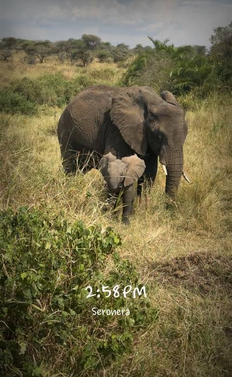 Elephant with a baby in grassy terrain.