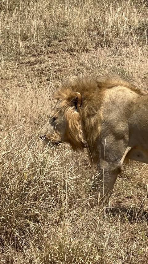 Lion observing the open field.