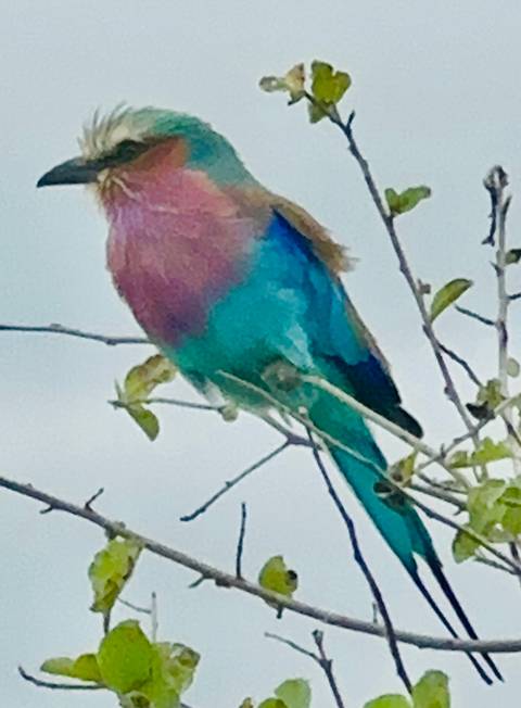 Colorful bird perched on a branch.