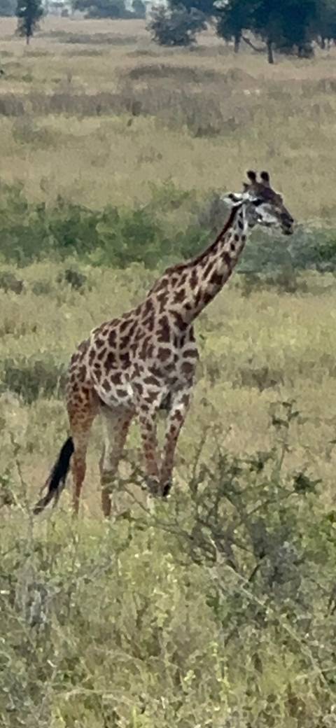 Close-up of a giraffe in a grassy field.