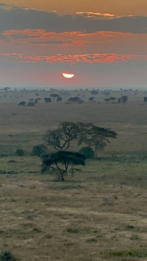 African landscape with sparse trees.