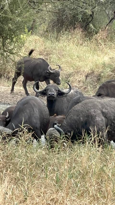 Herd of buffalo in a grassy area.