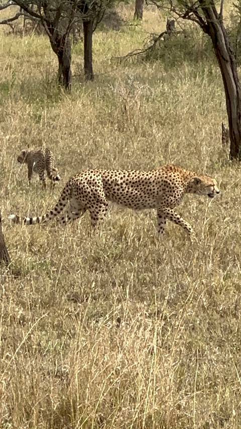 Cheetah walking through a grassy field.