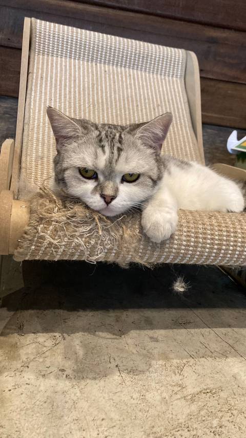 Close-up of a cat lying on a textured surface.