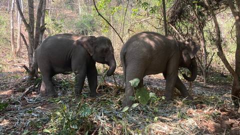 Two elephants walking in a forested area.