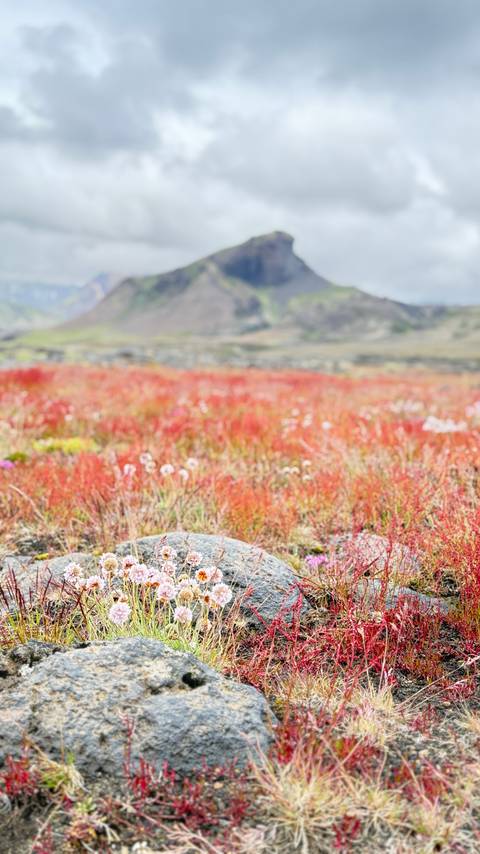 Close-up of colorful flora in a field with mountains in the background.