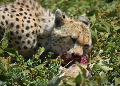 Cheetah eating its prey in a grassy area.