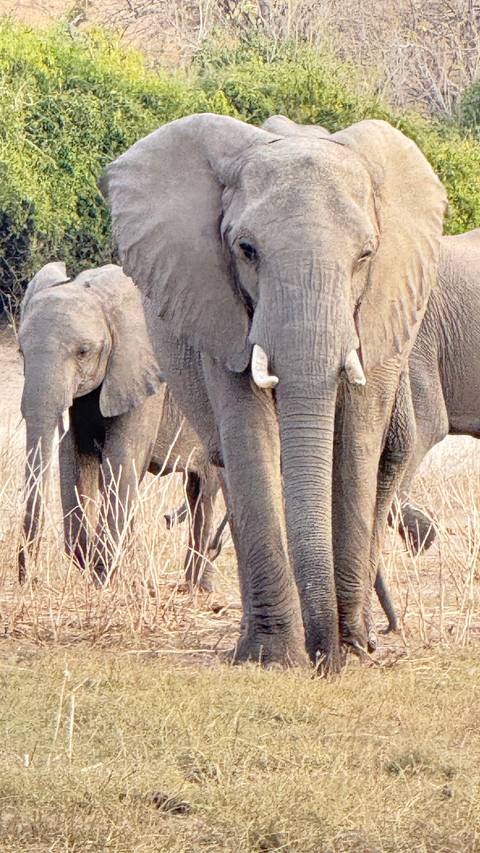 Close-up of elephants in the savannah.