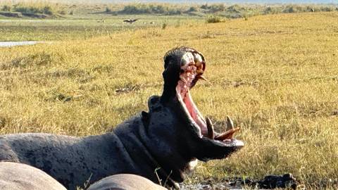 A hippopotamus with mouth open in the wild.