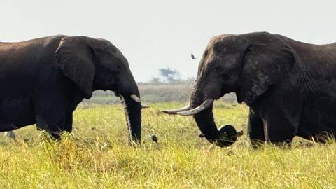 Two elephants facing each other in a field.