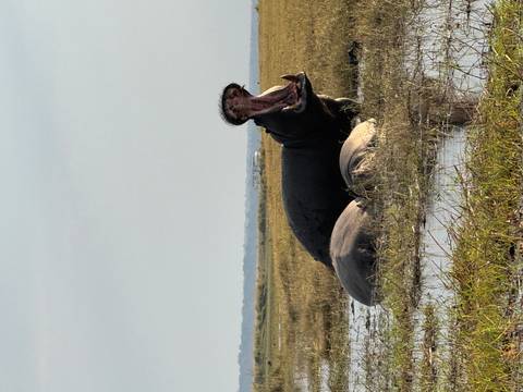 A hippopotamus in shallow water.