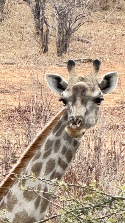 Close-up of a giraffe's face.