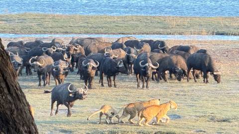 Group of buffalo and lions in the savannah.