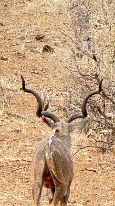 Close-up of an antelope's horns.