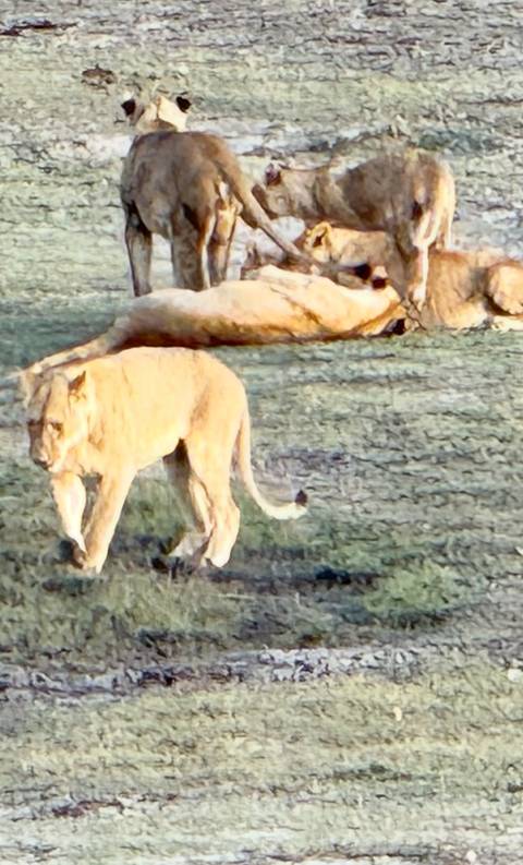 A lion walking in the grass.