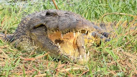 Close-up of a crocodile with open mouth.