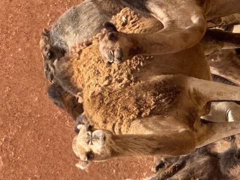 Close-up of a group of camels in the desert.